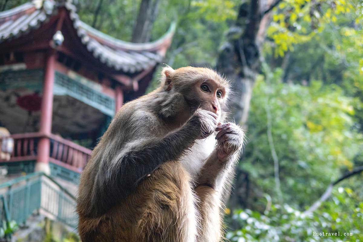 黔灵山公园1